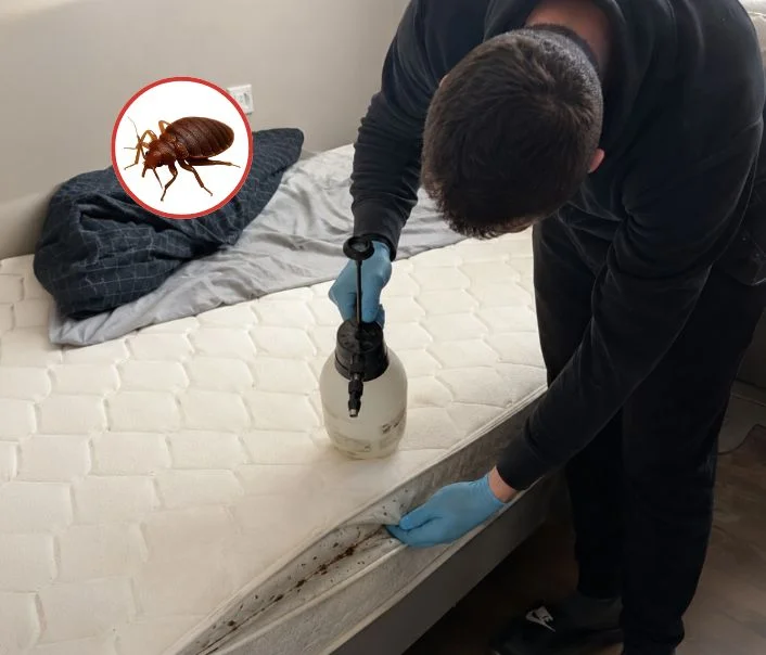 Technicien traitant un matelas contre les punaises de lit à Seraincourt